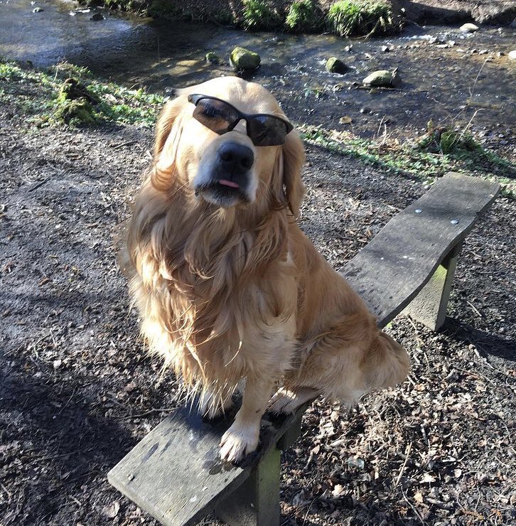 BrokktheGR's tweet photo. Happy #NationalPetDay everyone https://t.co/zUL5GggCgJ