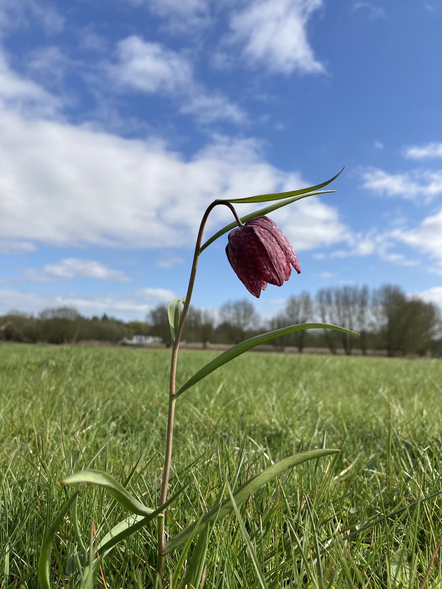 MarshallGeog's tweet photo. The annual appearance of the snake’s head #fritillary in Iffley Meadows. There are few better signs of #spring than #Oxfordshire’s County #flower. Well-maintained ancient wet meadows, human and physical geography in perfect balance  @BBOWT https://t.co/X38EsbiZQf