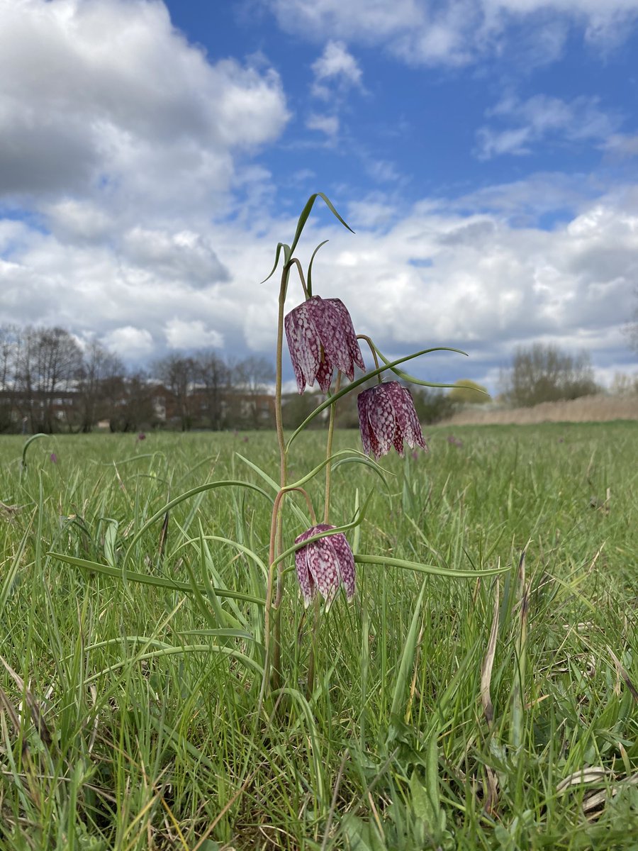 MarshallGeog's tweet photo. The annual appearance of the snake’s head #fritillary in Iffley Meadows. There are few better signs of #spring than #Oxfordshire’s County #flower. Well-maintained ancient wet meadows, human and physical geography in perfect balance  @BBOWT https://t.co/X38EsbiZQf
