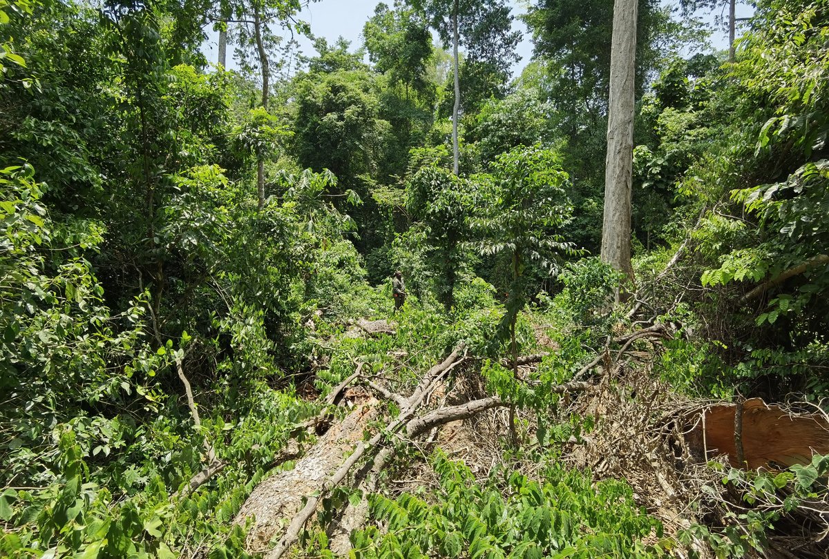 VogiatzisKate's tweet photo. May illegal felling happen in all the subplots where your sapling plots should be #FieldworkCurses https://t.co/y7j2Ooxviq
