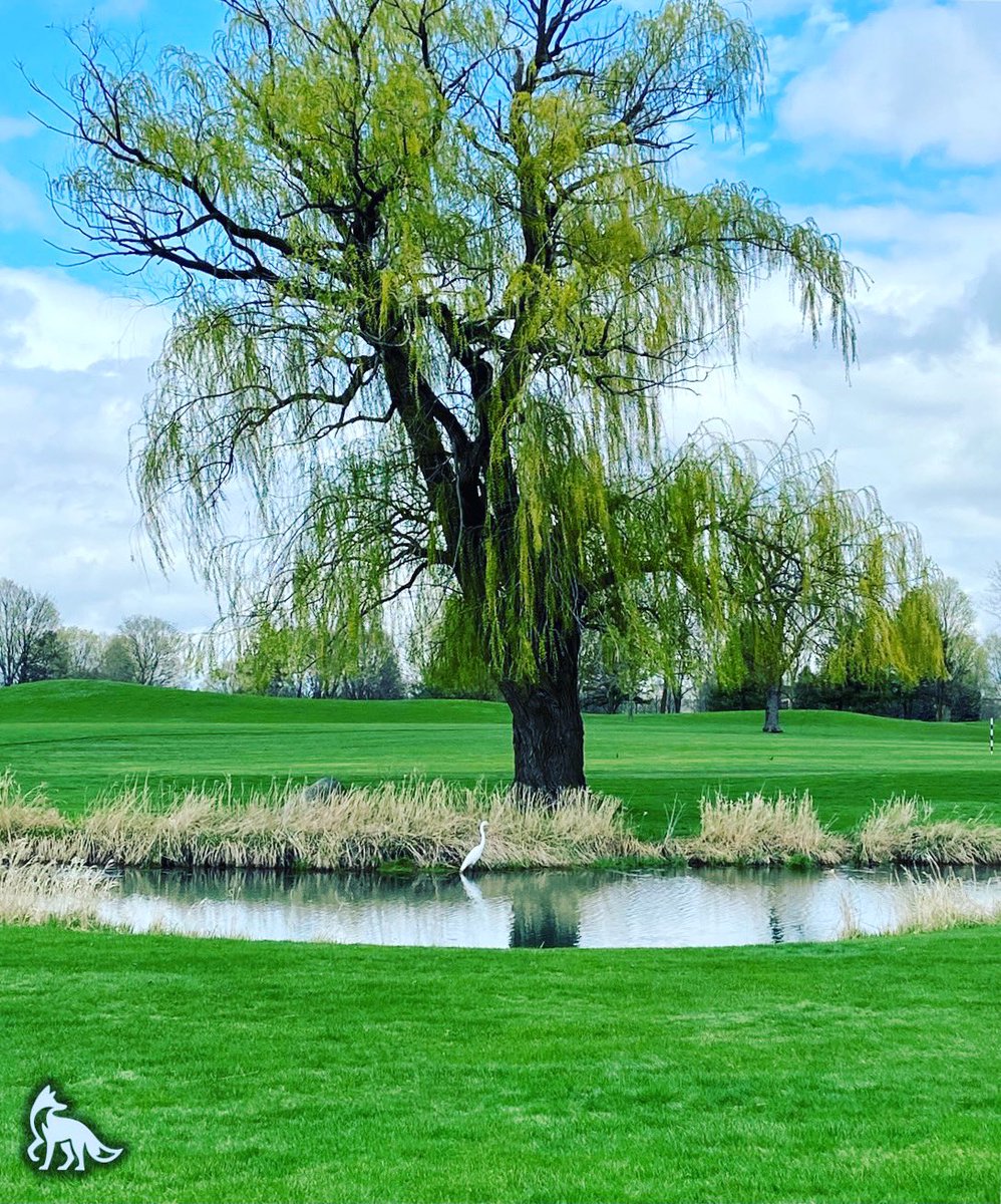FoxBendGolf's tweet image. #wildlife #watch ‼️🦢 #coursevibes #whathazard #peaceful #serene #watchingasyouplay