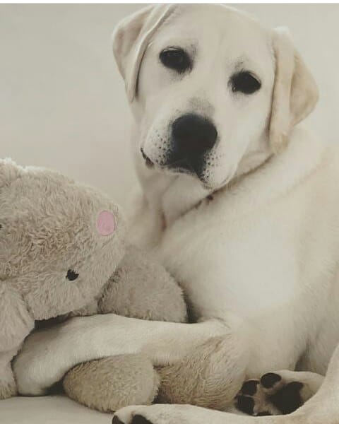 Labrador Retriever Dogs Lovers🇺🇸 tweet media