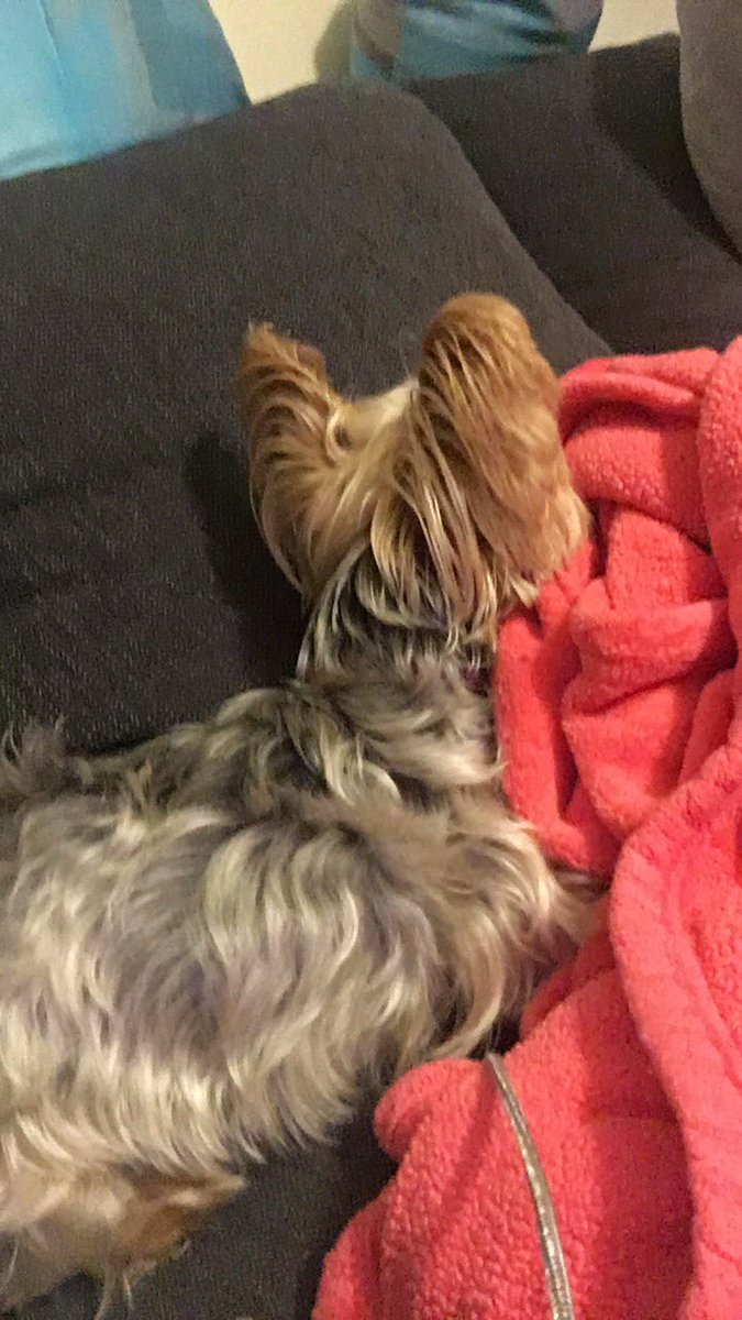 dperry76's tweet image. Poor Coco gets scared every thunder storm #yorkie #notlikingit