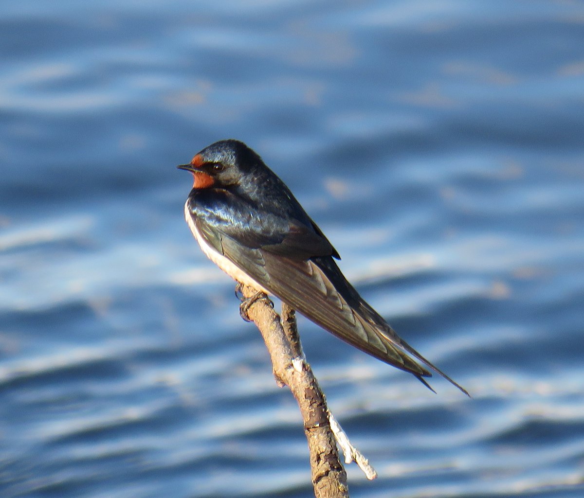 A couple of Swallows this evening🌤