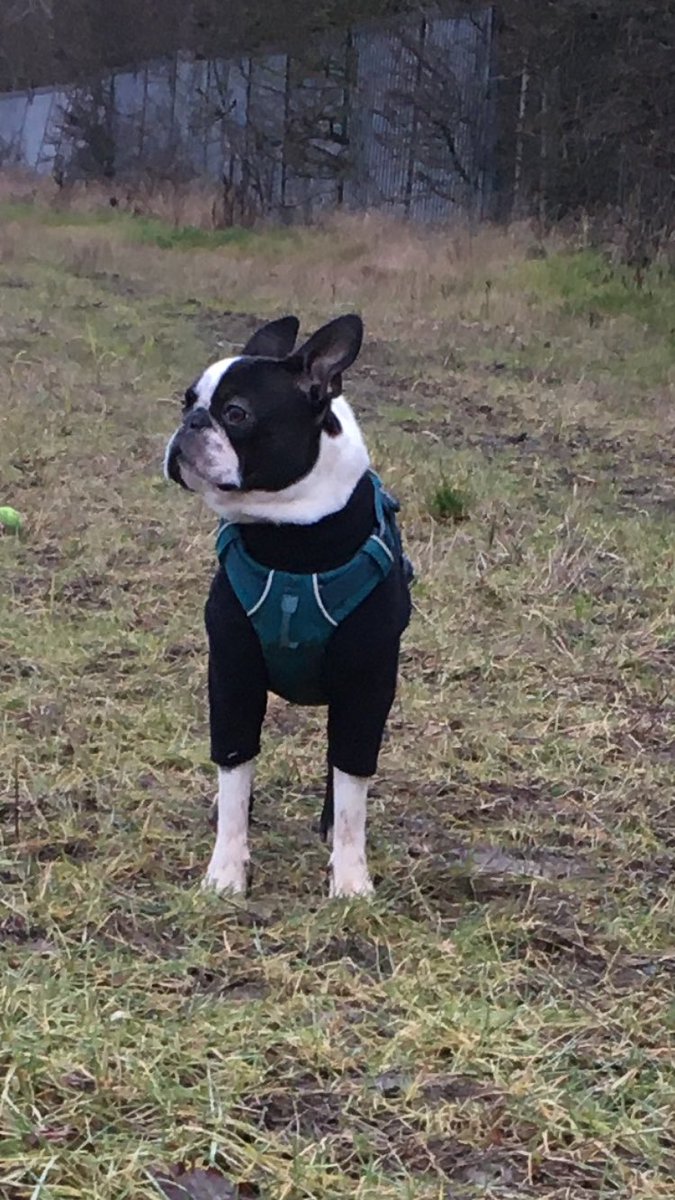 mrs_g_2310's tweet photo. #NationalPetDay #LittleFred #BostonTerrier @Scottjgraham75 https://t.co/XBXDuzJchd