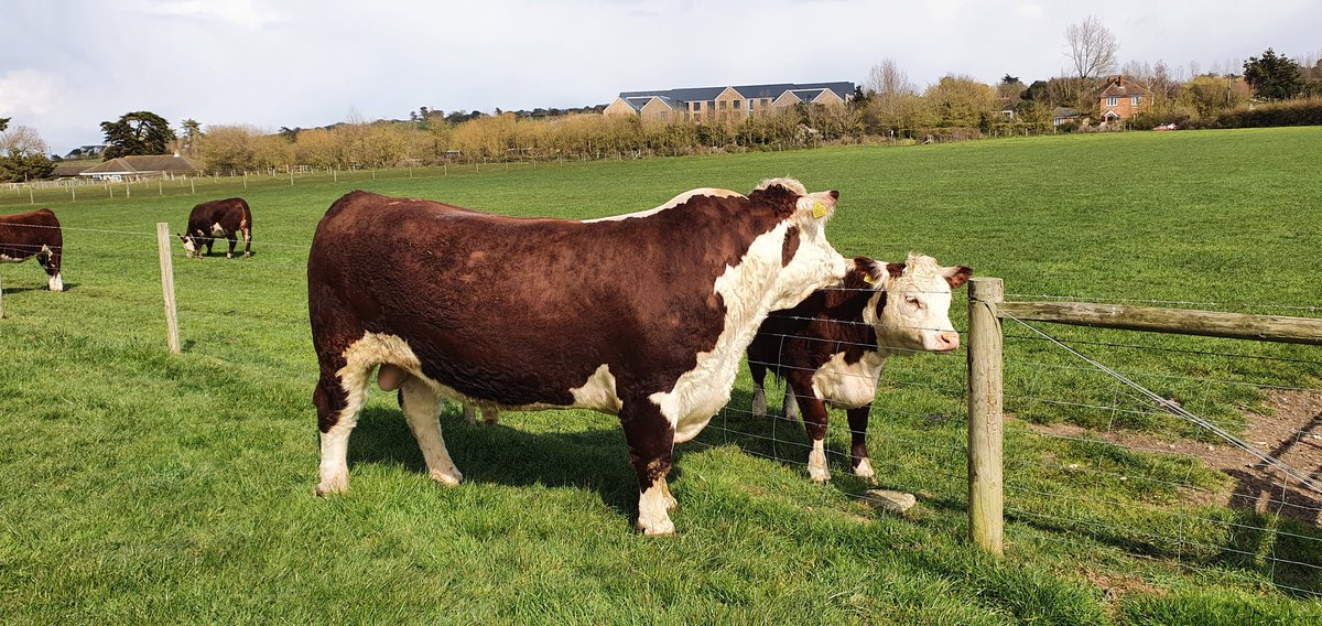Brambles Herefords tweet media