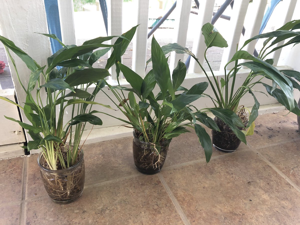 Getting my green thumb on. Also, #funfact I *just learned* peace lilies can thrive just in water.