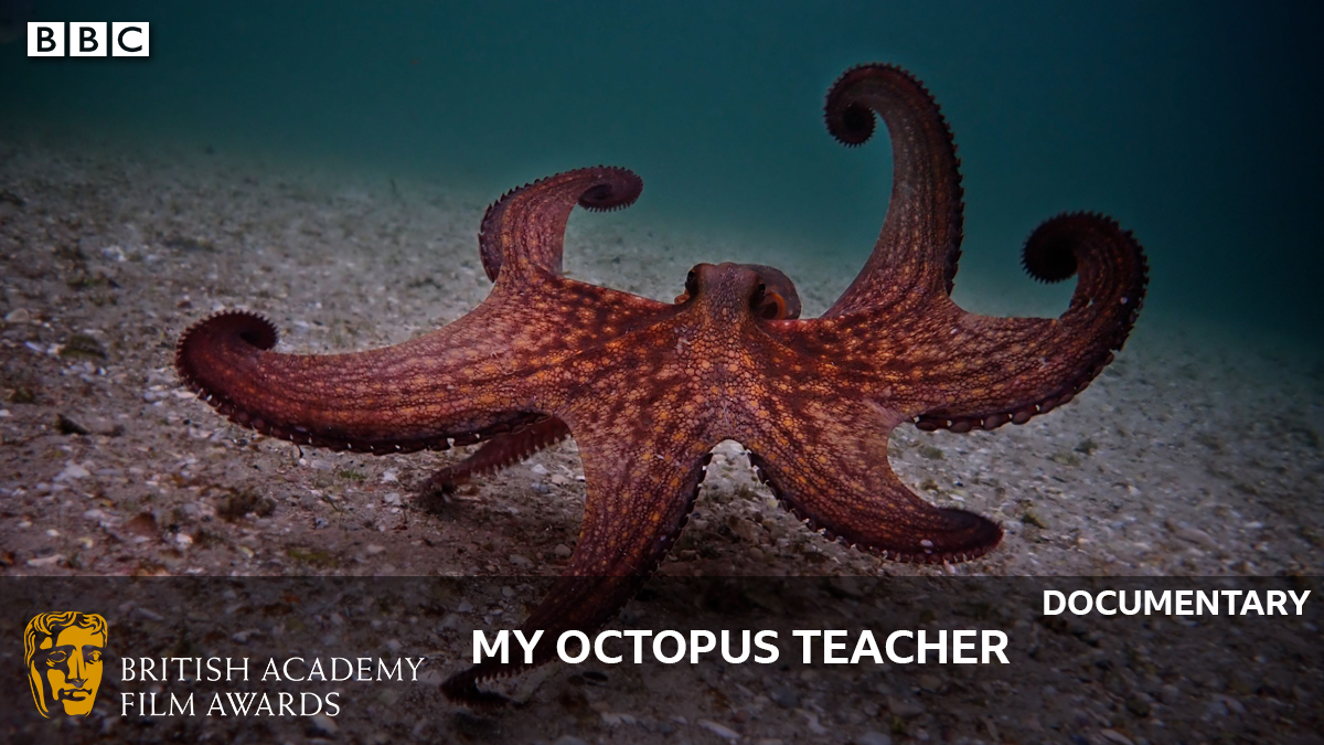 🐙 The <a href="/BAFTA/">BAFTA</a> award for Documentary goes to My Octopus Teacher 🐙

#BAFTAs