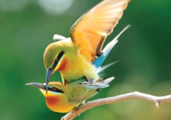 NKU Biology tweet media