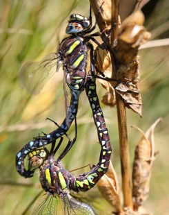 NKU Biology tweet media