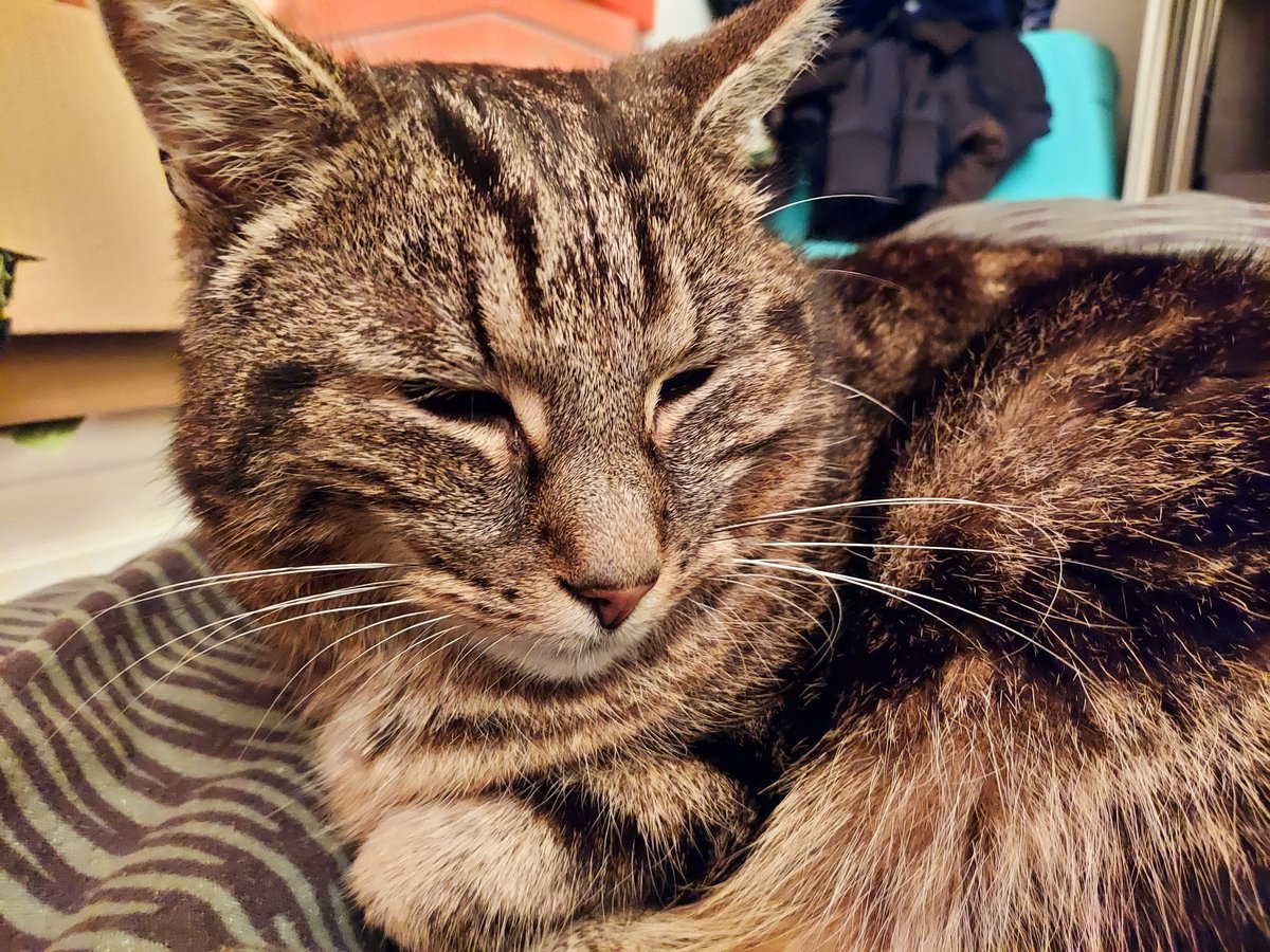 SmallCatDiaries's tweet photo. It's #NationalPetDay.
Remember that there are thousands of rescue animals in shelters up &amp; down the country, &amp; around the world, all looking for a new home.
#George here joined the family from a rescue shelter in Belgium (when we lived over there).
#AdoptDontShop https://t.co/lUQn6PByW7