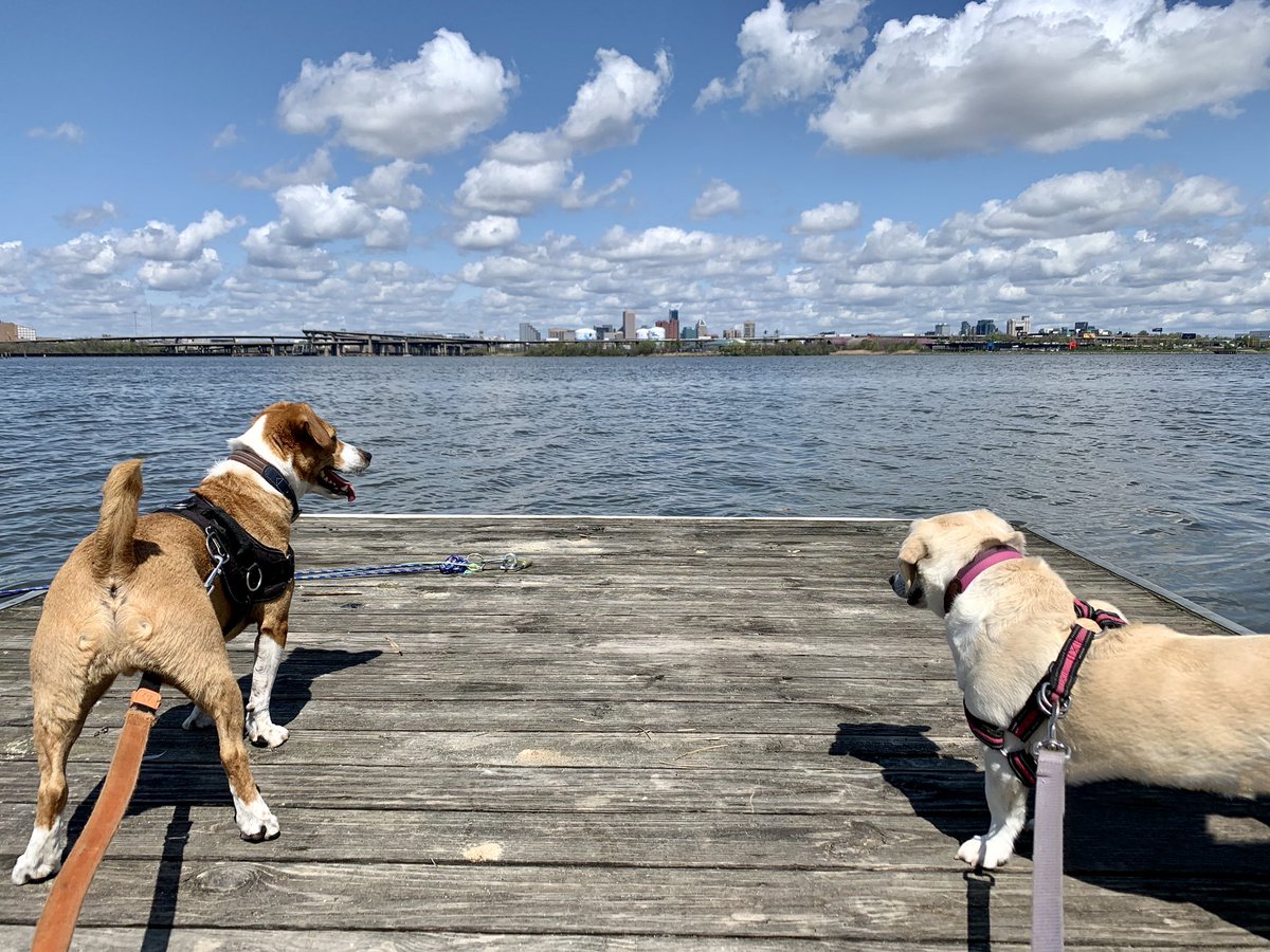 OanaBrooks's tweet photo. Taking in new sights leads to very #exhausted #RescueDogs #Baltimore #baltimoredogs #baltimoreliving https://t.co/RGmyyOtIS9