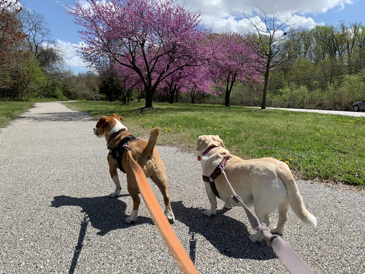 OanaBrooks's tweet photo. Taking in new sights leads to very #exhausted #RescueDogs #Baltimore #baltimoredogs #baltimoreliving https://t.co/RGmyyOtIS9