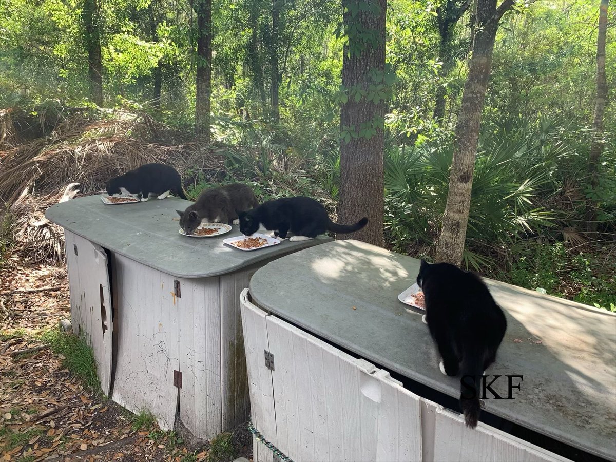 Skittles & Friends Purrs4Peace, ☮️🇨🇦🇺🇦 (@skittlesfriends) on Twitter photo <a href="/LilyLuWhoT/">Lily💔Walter Winston Big Oranje Jodie & OTRB pals</a> Skittles: The Community Cats at the Big Guys Main Work Campus join you in sending #Purrs4Peace to all of those Humans who help to care for us.
😻🙏💖💖💖🙏😻 <a href="/LilyLuWhoT/">Lily💔Walter Winston Big Oranje Jodie & OTRB pals</a> Skittles: The Community Cats at the Big Guys Main Work Campus join you in sending #Purrs4Peace to all of those Humans who help to care for us.
😻🙏💖💖💖🙏😻