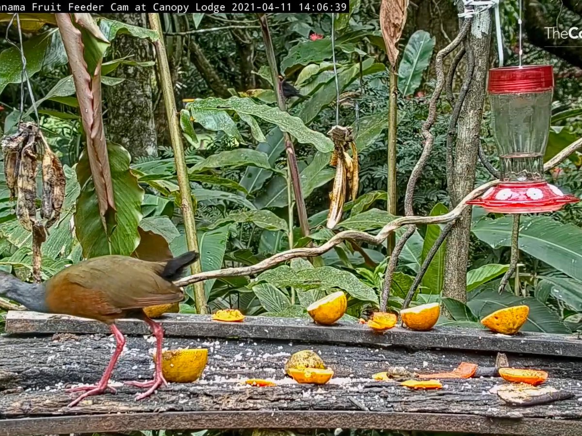 BadMoveNeil's tweet photo. A slightly better picture of the Tawny-crested Tanager. Middle of screen towards the top. Black body with yellow-orange crest. https://t.co/C4zxL5Wxel