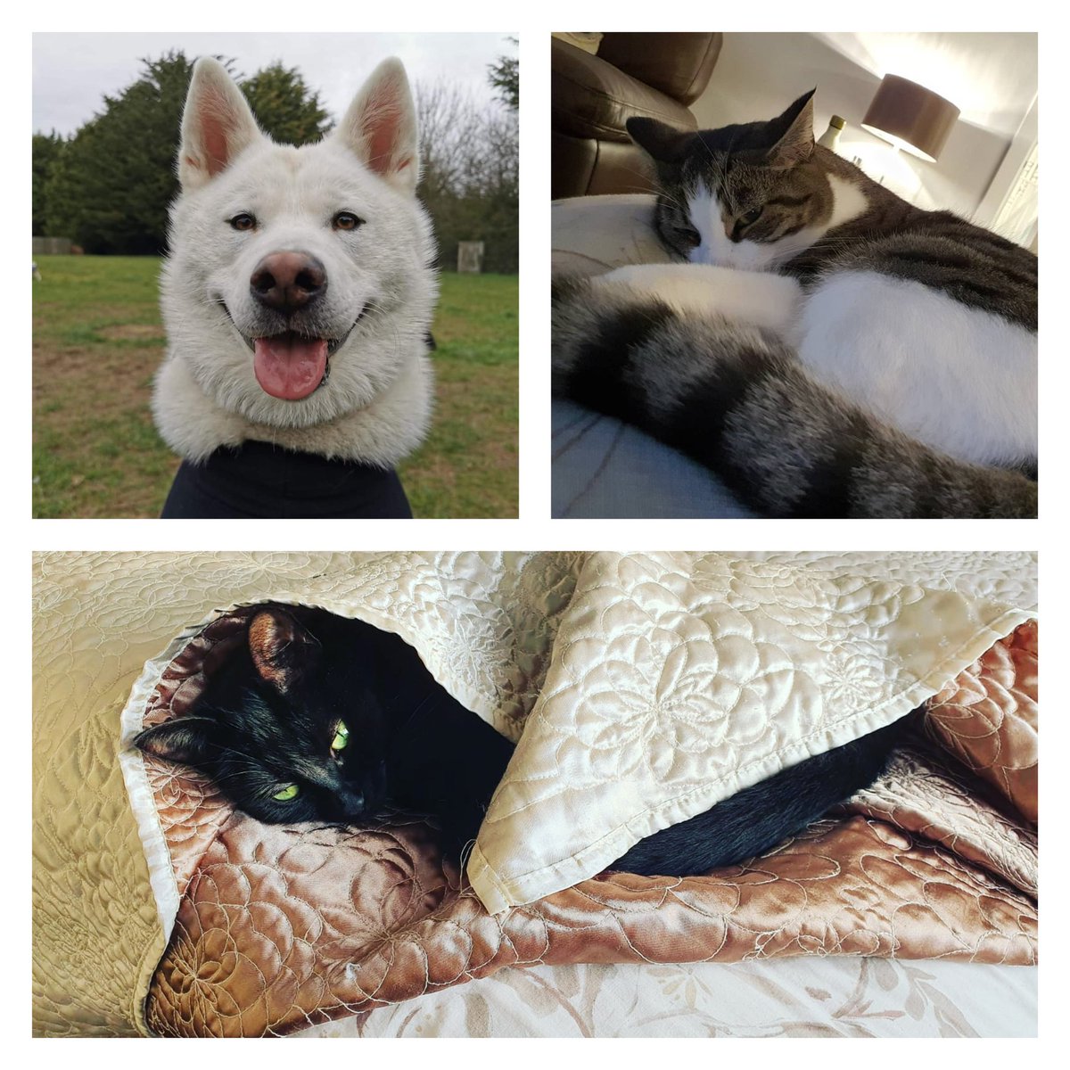 My beats for National pet day. All 3 of them,  whilst sometimes annoying, have a very calming effect on me 🥰