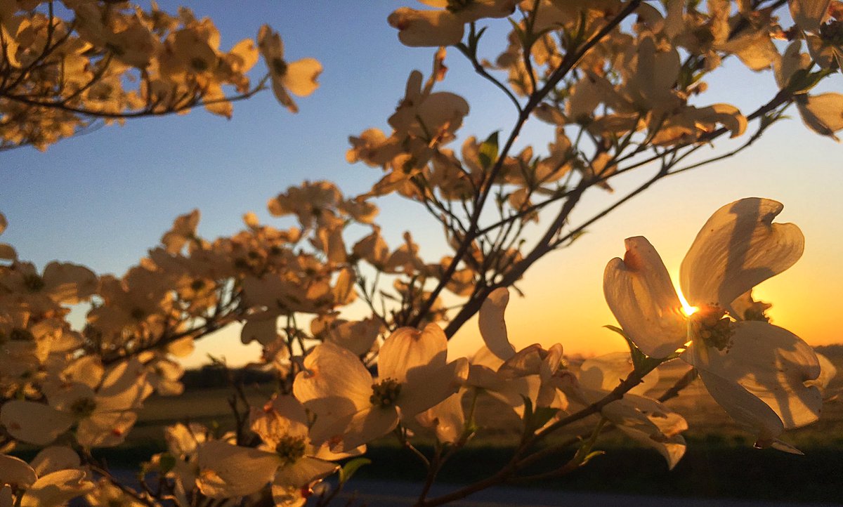 HiHeatherGarcia's tweet image. Swooning over spring blooms! 😍 #nationalpetday #springsmiles