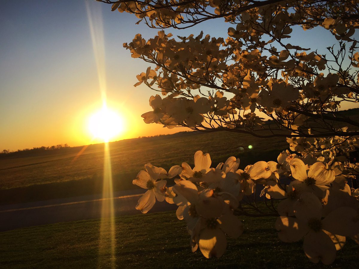 HiHeatherGarcia's tweet image. Swooning over spring blooms! 😍 #nationalpetday #springsmiles