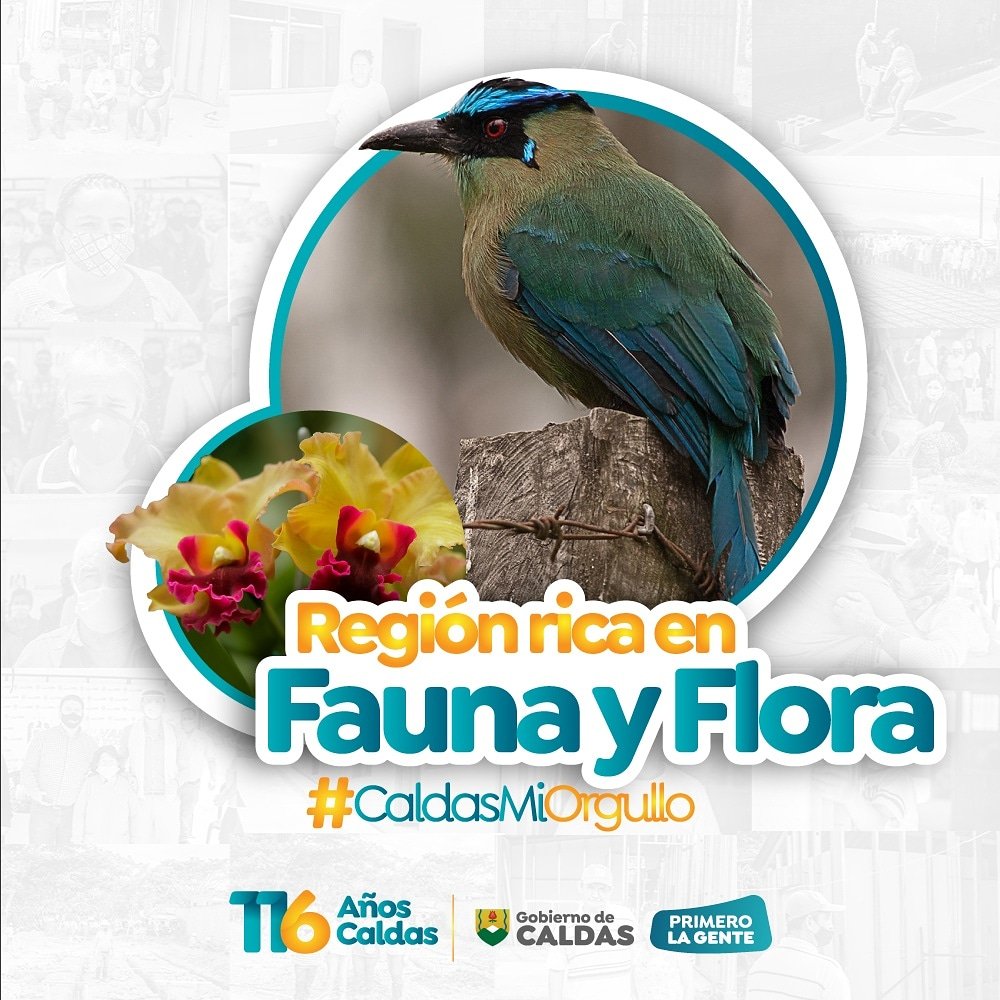 La diversidad entre la fauna y la flora hacen de nuestro departamento un lugar de ensueño 
lleno de colores y emociones que nos hacen decir con el corazón #CaldasMiOrgullo