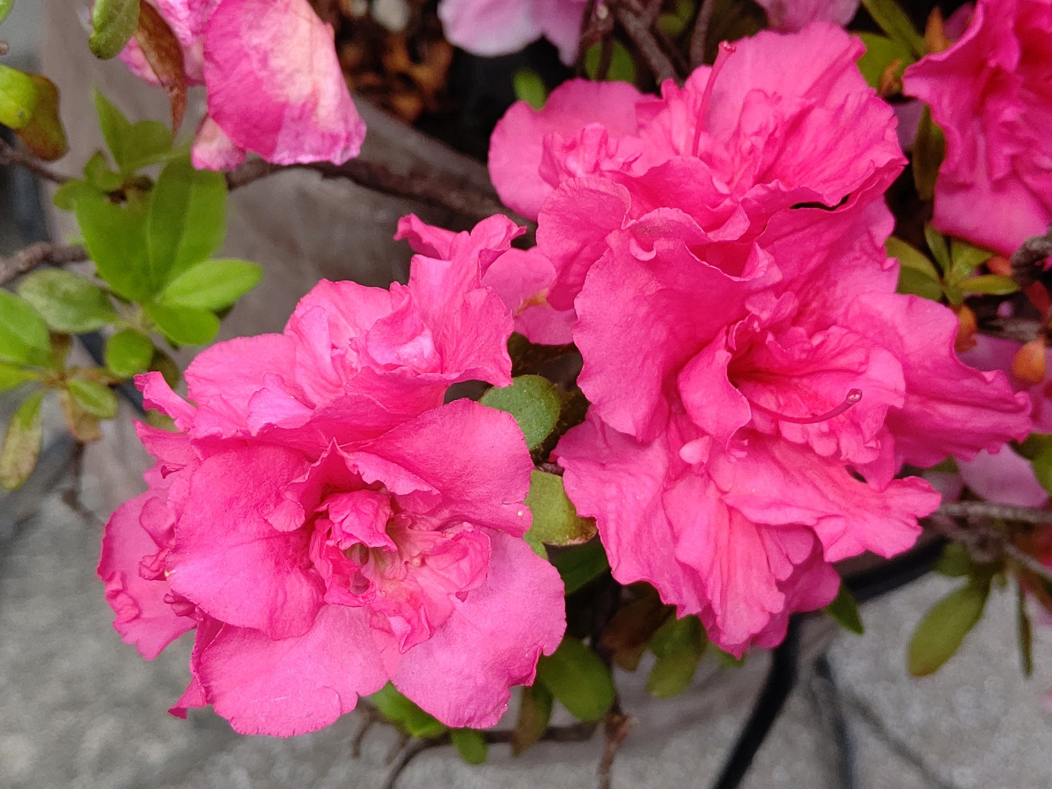 くーちゃん アザレアの花が綺麗です え ツツジとどこが違うって いやいや ツツジです 別名を西洋ツツジまたはオランダ ツツジといいます と言っても 元々は台湾や日本のツツジをヨーロッパで交配 改良した品種群です アザレア Azalea