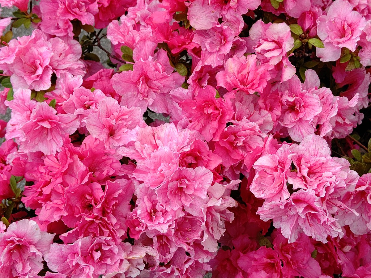 くーちゃん على تويتر アザレアの花が綺麗です え ツツジとどこが違うって いやいや ツツジです 別名を西洋ツツジまたは オランダツツジといいます と言っても 元々は台湾や日本のツツジをヨーロッパで交配 改良した品種群です アザレア Azalea