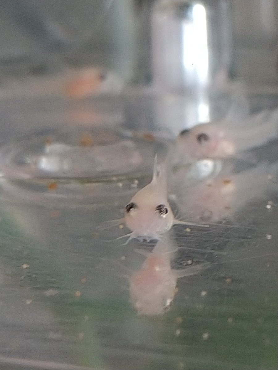 コリドラス稚魚