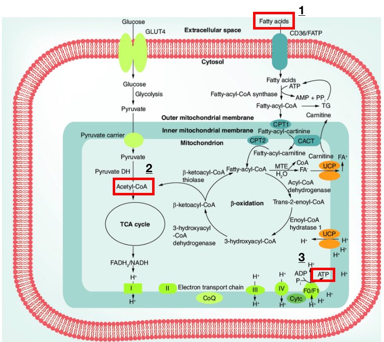 9/FFAs are an important source of ATP for tissues (including muscle), particularly during critical illness.They mobilize from fat and are oxidized by mitochondria, generating ATP via the electron transport chain (steps 1-3 in the figure). https://www.tandfonline.com/doi/abs/1...