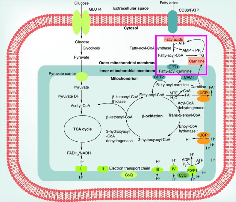 10/Long-chain FFAs require conjugation to carnitine in order to cross the mitochondrial membrane, undergo oxidation, and be utilized for ATP production (see boxes in figure).Carnitine conjugation occurs via the enzyme carnitine palmityl transferase.  https://www.tandfonline.com/doi/abs/10.2217/clp.15.20