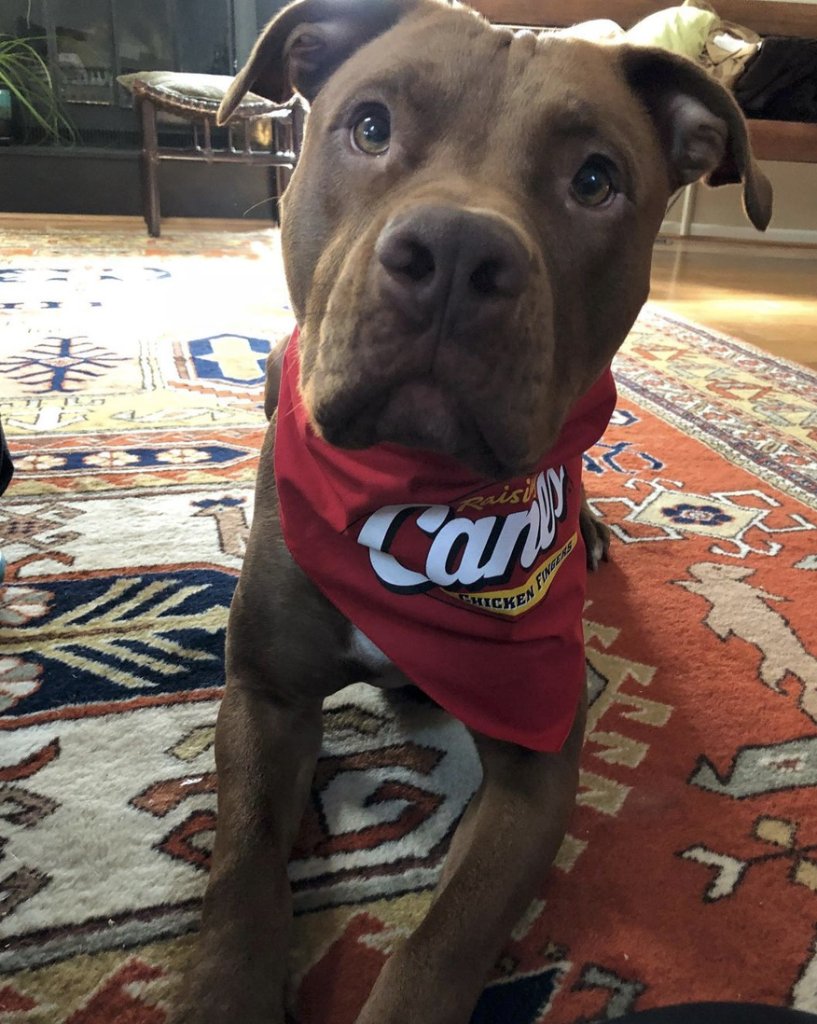 Raising Cane's tweet media