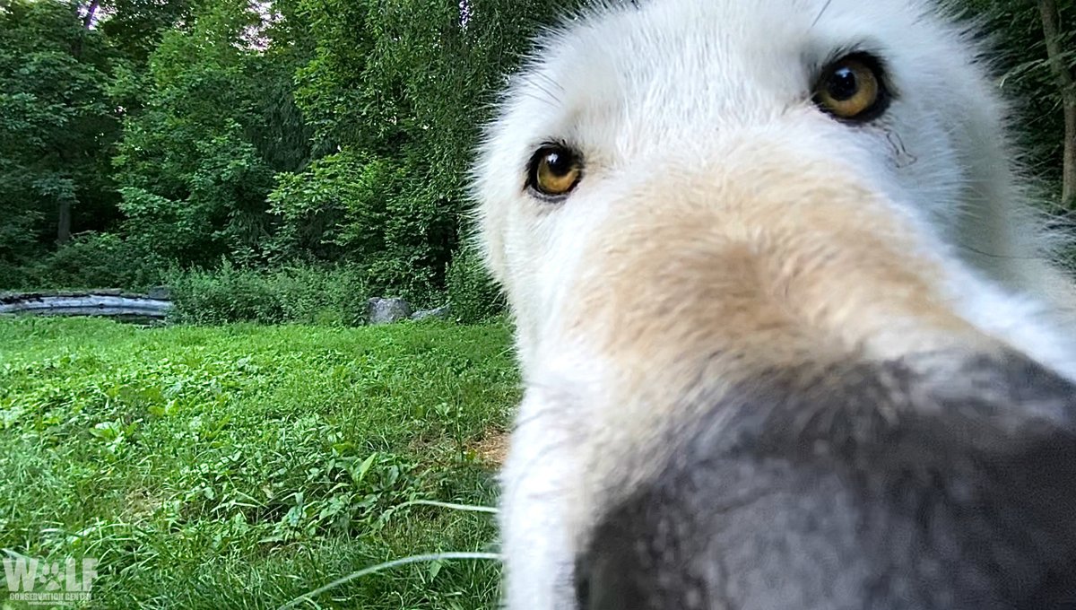 nywolforg's tweet photo. Sniff, sniff... Do you love petrichor too? 🌧️
#boop #nikai https://t.co/Awgktl03e0