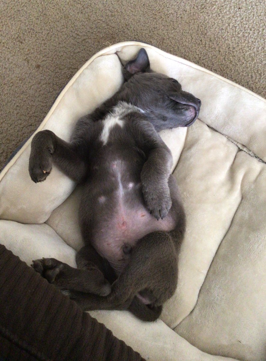 tabigriffin's tweet photo. #NationalPetDay https://t.co/Bet9kSIK0A