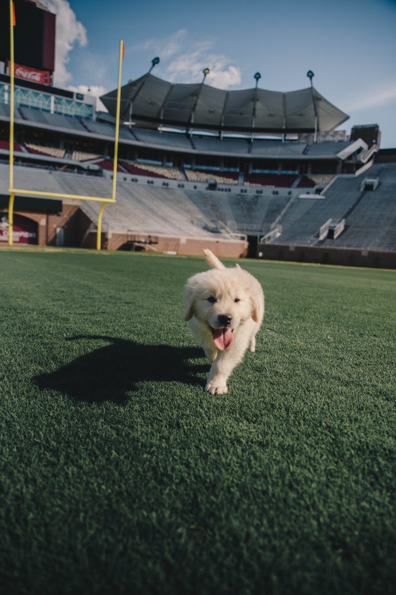 SebLeonFL's tweet photo. Obligatory #NationalPetDay post πΆ Ollie at Doak! #FSUPups https://t.co/fWvxE4f8Hf