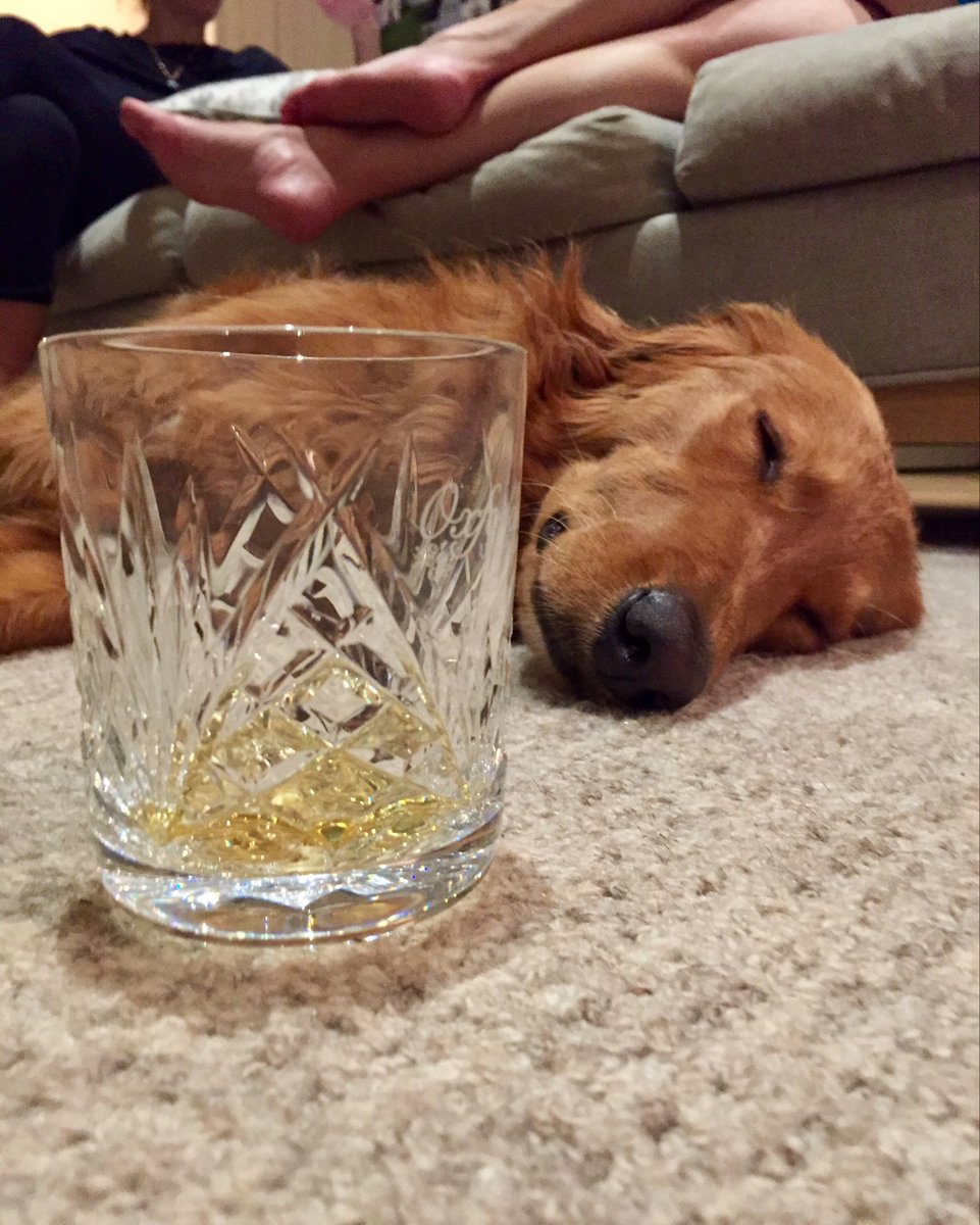 Happy #NationalPetDay. I think Lucy overdid it.