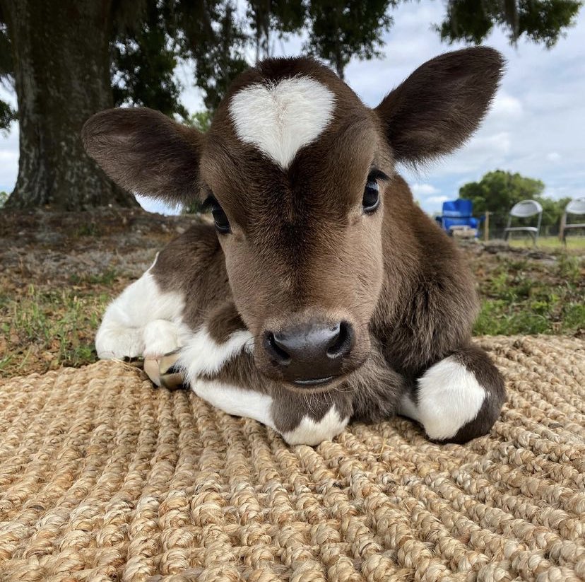 cowsjpg's tweet photo. https://t.co/mO8YOyYFX1