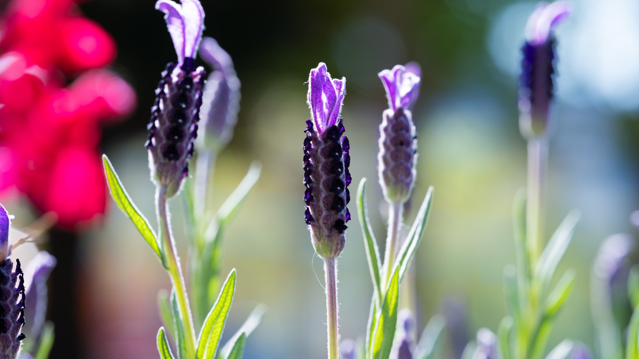 Takao フレンチラベンダー フレンチラベンダーが咲いてい ました 地中海沿岸原産 シソ科 去年twitterで闇堕ちエビフライと呼ばれてましたね の耳 のしっぽ のような花 が特徴です ラテン語のlavara 洗う が語源でローマ時代から入浴時に使われていた