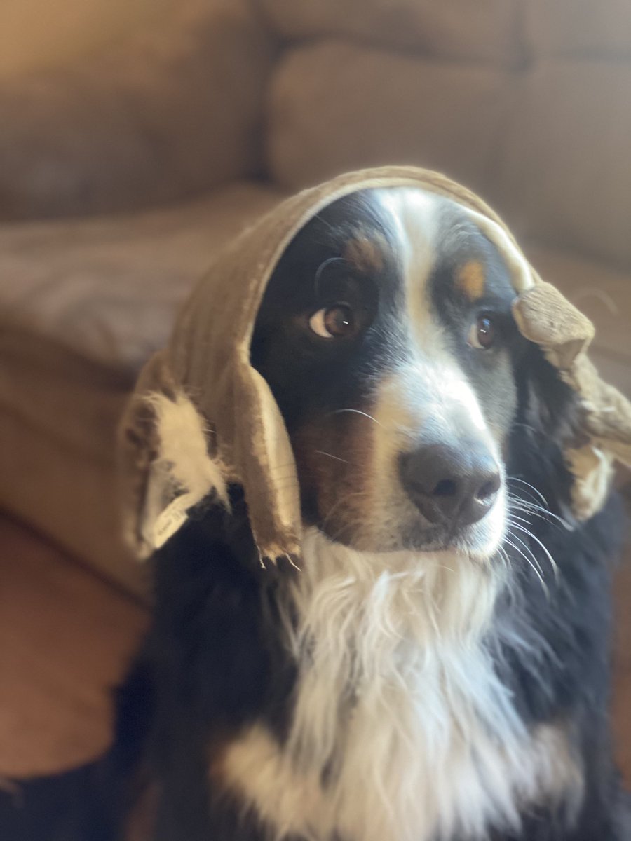 bunsenbernerbmd's tweet photo. There was a small human visiting today.  She made me wear thousands of different hats.
That’s ok.
She’s little and I look dashing in any headgear.   Even a shredded Beaker toy. https://t.co/S2YnIj9MsW