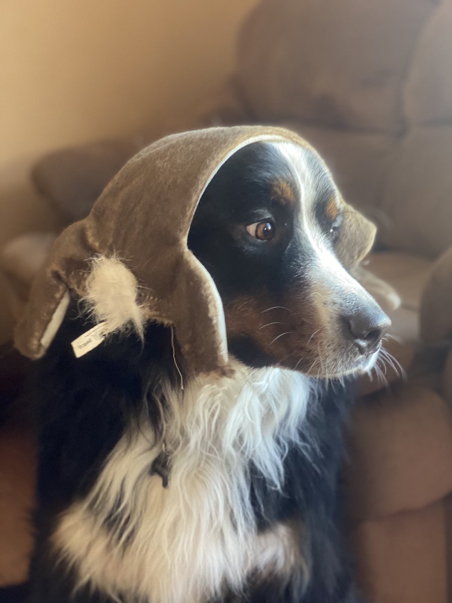 bunsenbernerbmd's tweet photo. There was a small human visiting today.  She made me wear thousands of different hats.
That’s ok.
She’s little and I look dashing in any headgear.   Even a shredded Beaker toy. https://t.co/S2YnIj9MsW