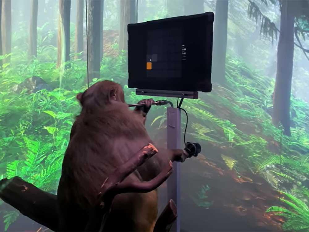 Elon Musk's Neuralink shows monkey with brain chip playing videogame by thinking