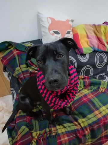 marcogonzalvez's tweet photo. 🐶Amics, a ver si podéis echarme una mano y moverme esto un poquito🐶

Buscamos casa para Tortuga, una preciosidad de niño de 2 añicos al que hubo que rescatar de una familia peligrosa para él y que necesita un sitio para vivir (en cualquier comunidad).

https://t.co/pb6PgdrFdS https://t.co/4wHKCZ301h