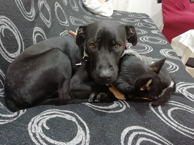 marcogonzalvez's tweet photo. 🐶Amics, a ver si podéis echarme una mano y moverme esto un poquito🐶

Buscamos casa para Tortuga, una preciosidad de niño de 2 añicos al que hubo que rescatar de una familia peligrosa para él y que necesita un sitio para vivir (en cualquier comunidad).

https://t.co/pb6PgdrFdS https://t.co/4wHKCZ301h