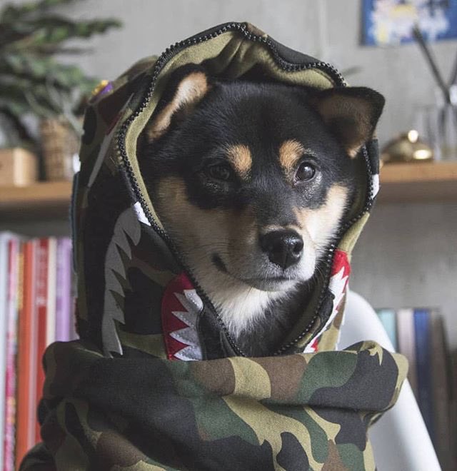 JeffJosephUSA's tweet photo. Doge is hitting .10 today. 🚀
#Go2DaMoon https://t.co/iY7zEHt6Di