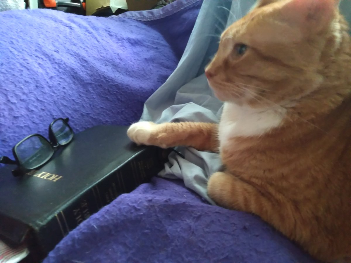 Velpy3's tweet photo. I forgot it was #NationalPetDay. #CatsOfTwitter #pets https://t.co/fa5T7lh0so
