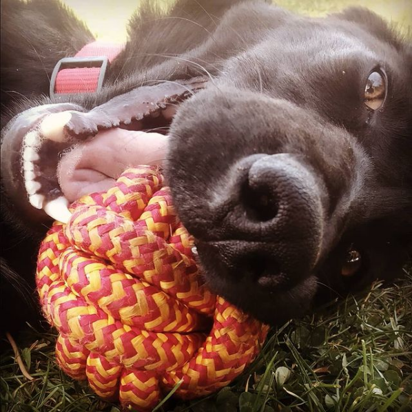 Sira y su pelota.

15 días en casa y es una perra totalmente distinta. ❤️
#rescuedog #mydog #lovemydog #dogsplaying #dogsloveball #Sira #mascota #puppiesotwitter #puppylife #puppy #instapet #Calatayud