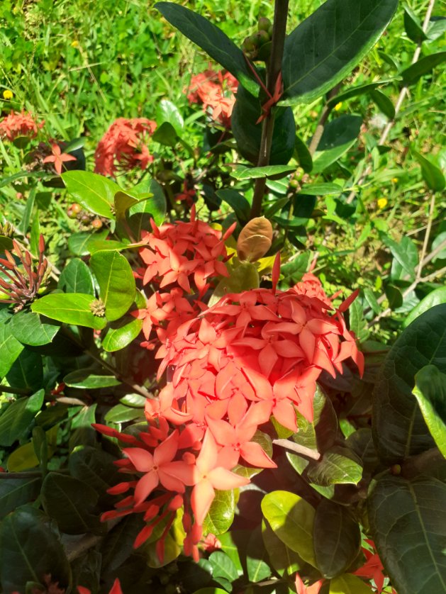 #Guyane #Macouria #allamandas #ixora #hibiscus #DefiJardin #challengegarden #GardenChallenge #frenchguiana