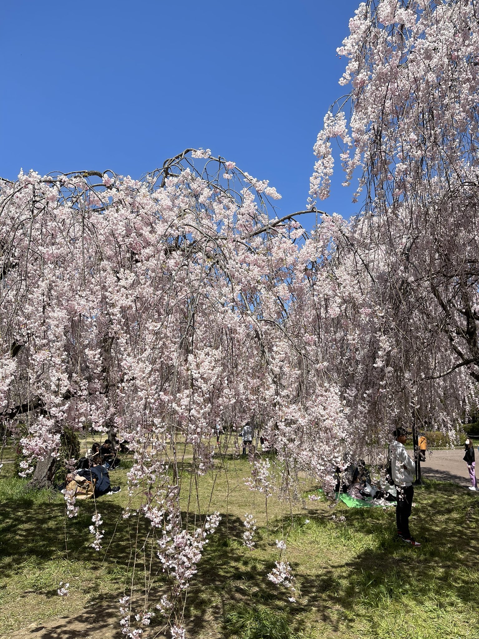 榴岡公園 Twitter Search Twitter