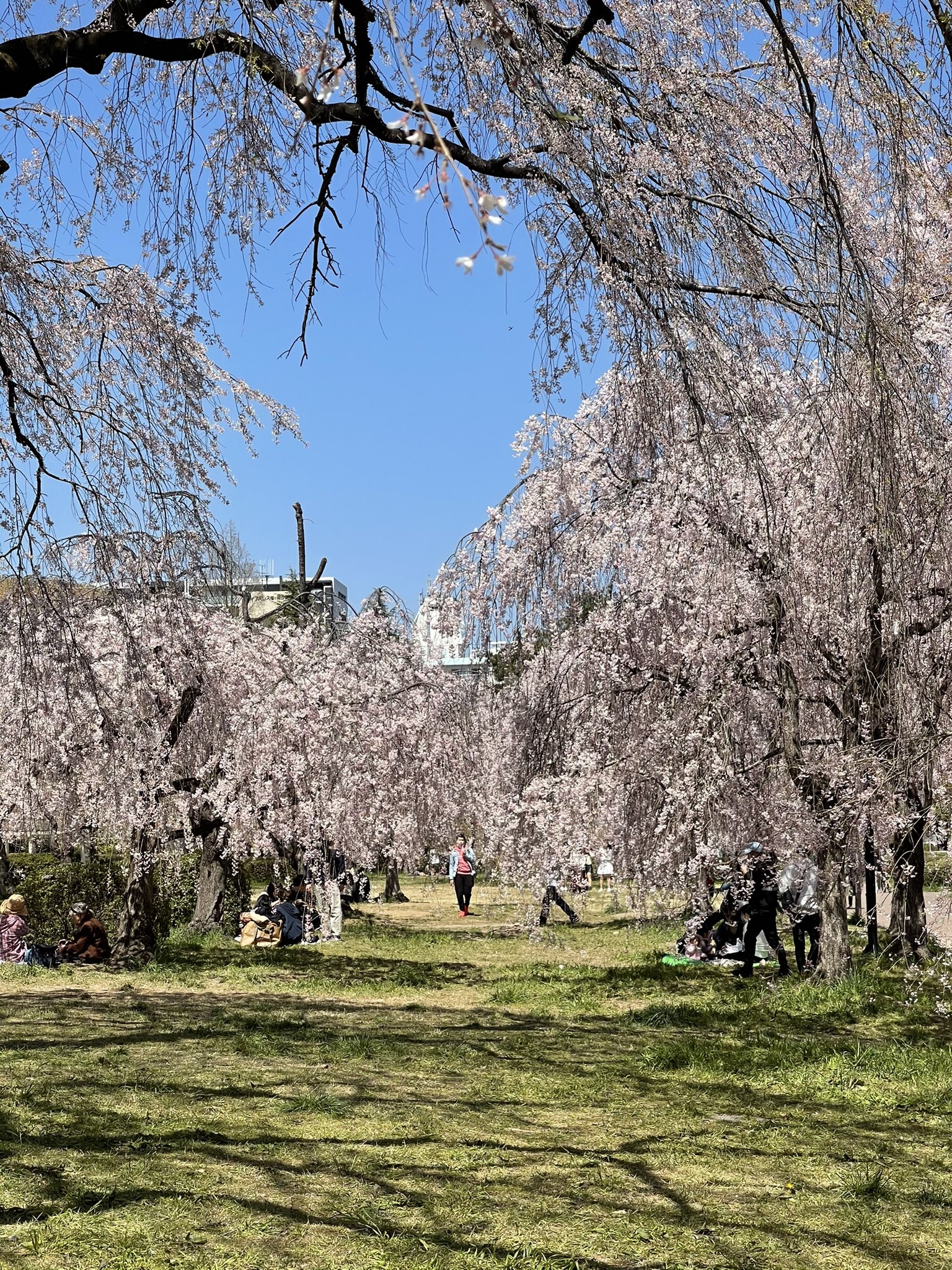 榴岡公園 Twitter Search Twitter