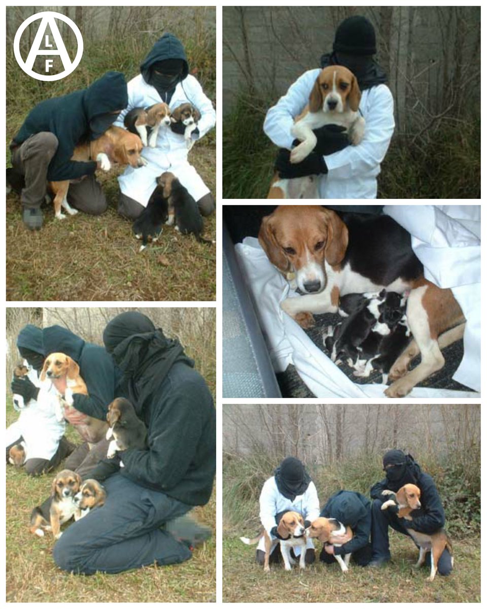 El horror lo tenemos más cerca de lo que pensáis: Nochevieja del 2005 al 2006. 28 beagles de todos los tamaños liberados por el ALF de la Facultad de Veterinaria de la Universidad Autónoma de Madrid. Más 5 cachorros que tuvo días después una beagle embarazada, o más bien violada.
