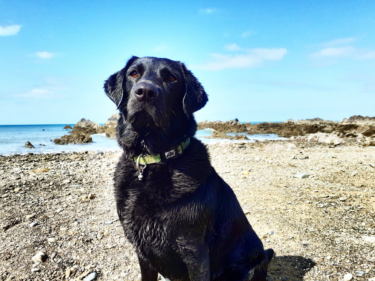 Love a beach day with my baby 

#Labrador #beach