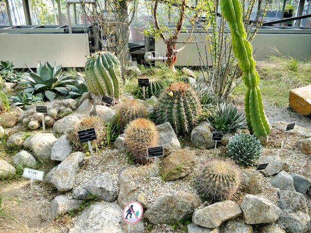 ｔｏｍ ｈ 茨城県つくば市にある 筑波実験植物園に行って来ました 国立科学博物館 の分園の位置付けで 大きな温室には いろんな種類のサボテンが育てられていて 乾燥した過酷な地域でも生きていける逞しさが凄いなあと思えました 筑波実験植物園
