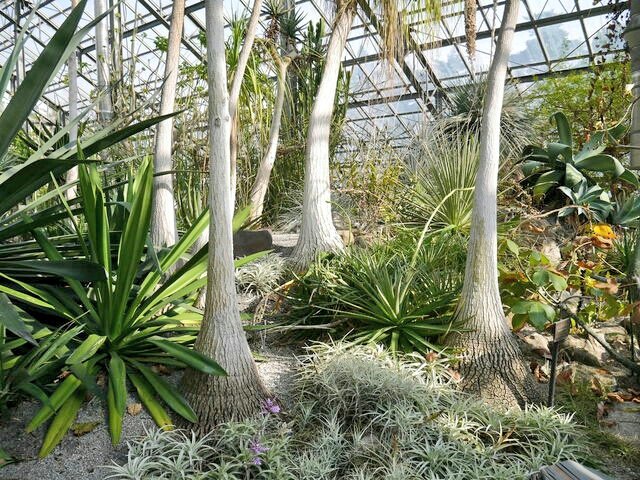tom h 茨城県つくば市にある 筑波実験植物園に行って来ました 国立科学博物館 の分園の位置付けで 大きな温室には いろんな種類のサボテンが育てられていて 乾燥した過酷な地域でも生きていける逞しさが凄いなあと思えました 筑波実験植物園 tom h 茨城県つくば市にある 筑波実験植物園に行って来ました 国立科学博物館 の分園の位置付けで 大きな温室には いろんな種類のサボテンが育てられていて 乾燥した過酷な地域でも生きていける逞しさが凄いなあと思えました 筑波実験植物園